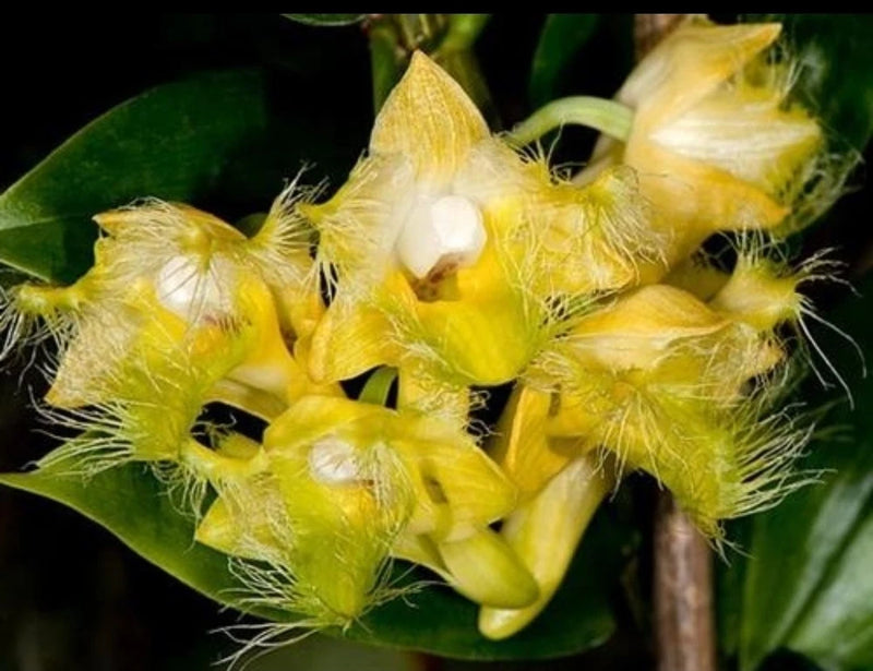 Yellow orchid bloom with fimbriated petals and fringed yellow centers