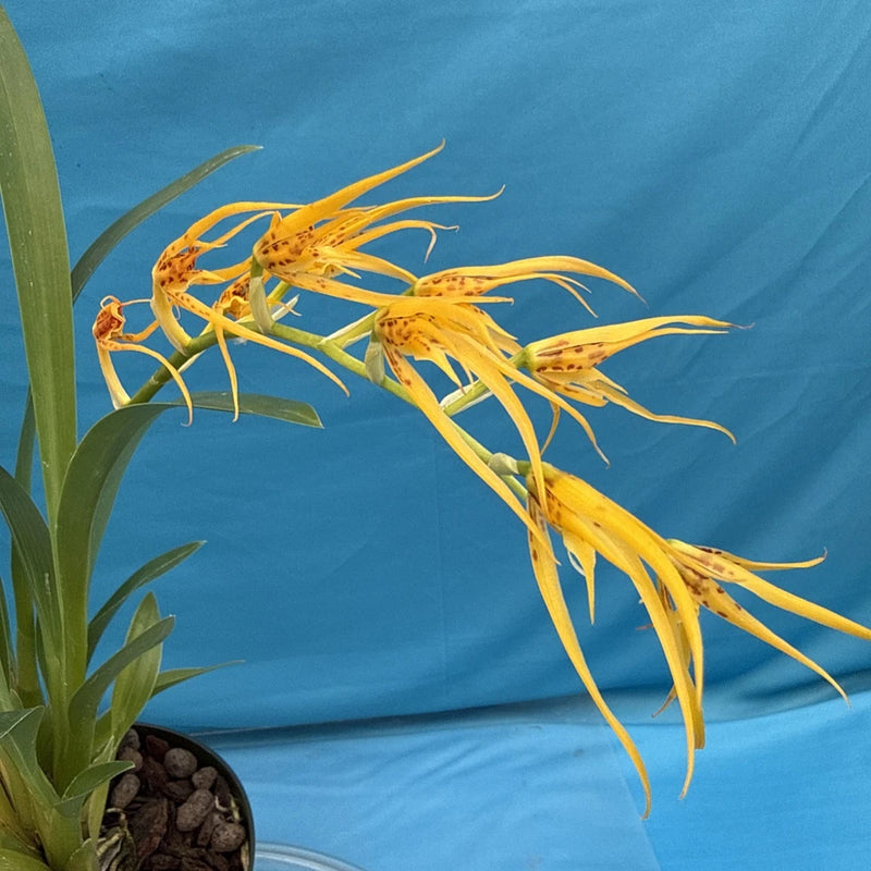 Orchid plant in a pot with yellow-orange spidery flowers and green leaves