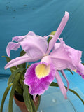 Lc Pink Hibrido X Cattleya lueddemanniana ÔNice PinkÕ BS Orchid Hybrid 4.5Ó Pot Orchids