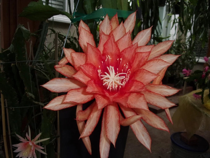 Red and white epiphyllum orchid cutting, large star-shaped flower with long petals