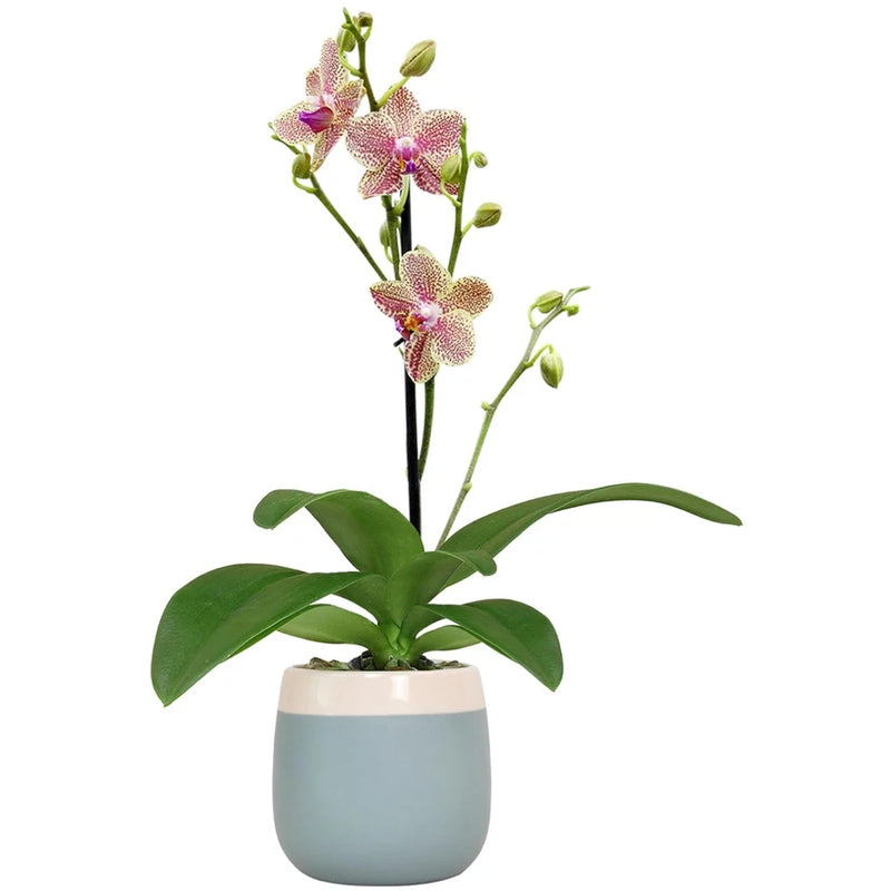 Compact orchid plant in light blue ceramic pot with pink-speckled purple blooms