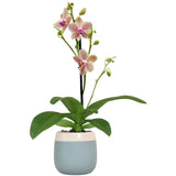 Compact Pet-Friendly Orchid Plant with Fragrant Blooms Ð Ideal Indoor Decor Orchids