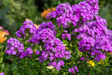 10 Tall PURPLE PHLOX Paniculata Garden Summer Native Hummingbird Flower Seeds Flowering Plants