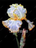 20 SEEDS for Silver/Yellow IRIS rare flower exotic bloom garden plant USA Seller Garden Plants