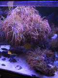 Rose Bubble Tip Sea Anemone Medium Size 2-4" Anemone