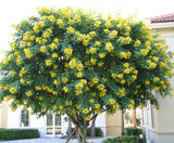 Cassia Glauca 500 Seeds, Scrambled Egg Shrub Tree Bush Senna Surattensis Flowering Plants