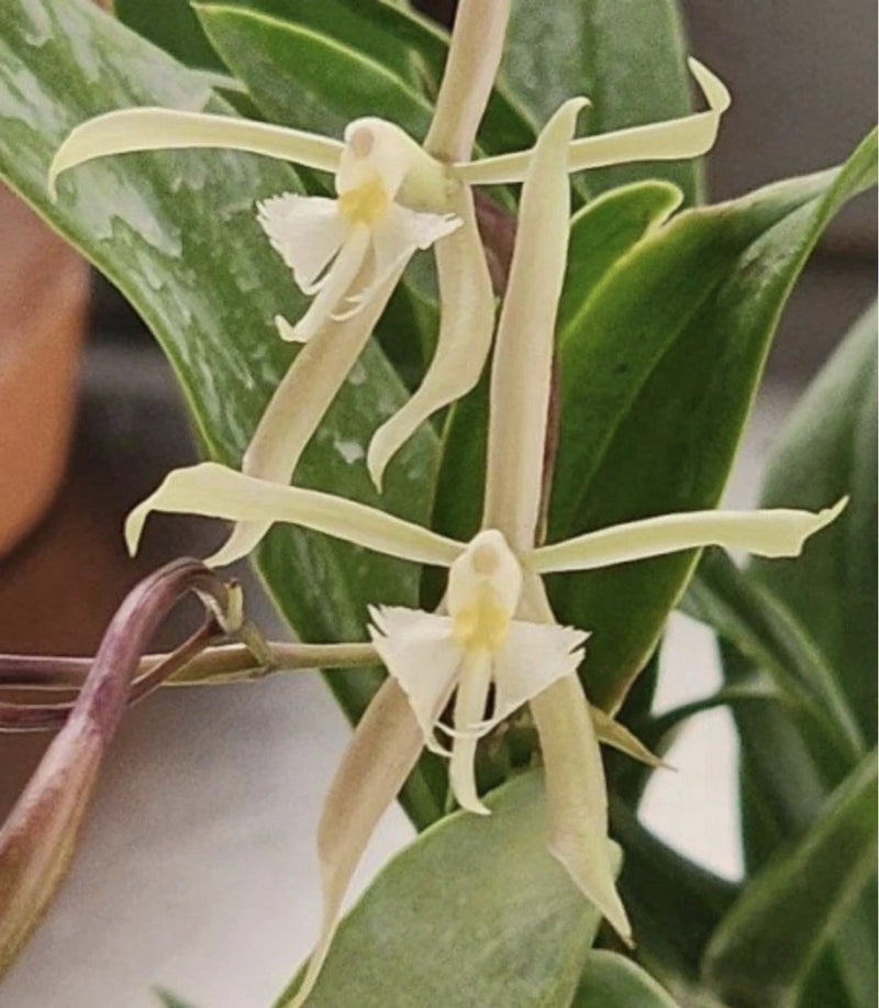 White orchid with small star flowers in a pot, green glossy leaves