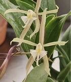 Epidendrum SunbeltÕs Gossamer Star - New Primary Hybrid 4Ó Pot Orchids