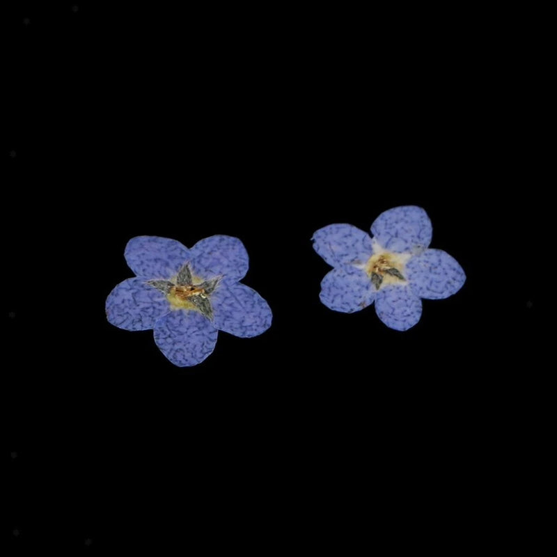 Pressed dried flowers, two blue-purple blossoms with yellow centers for scrapbooking