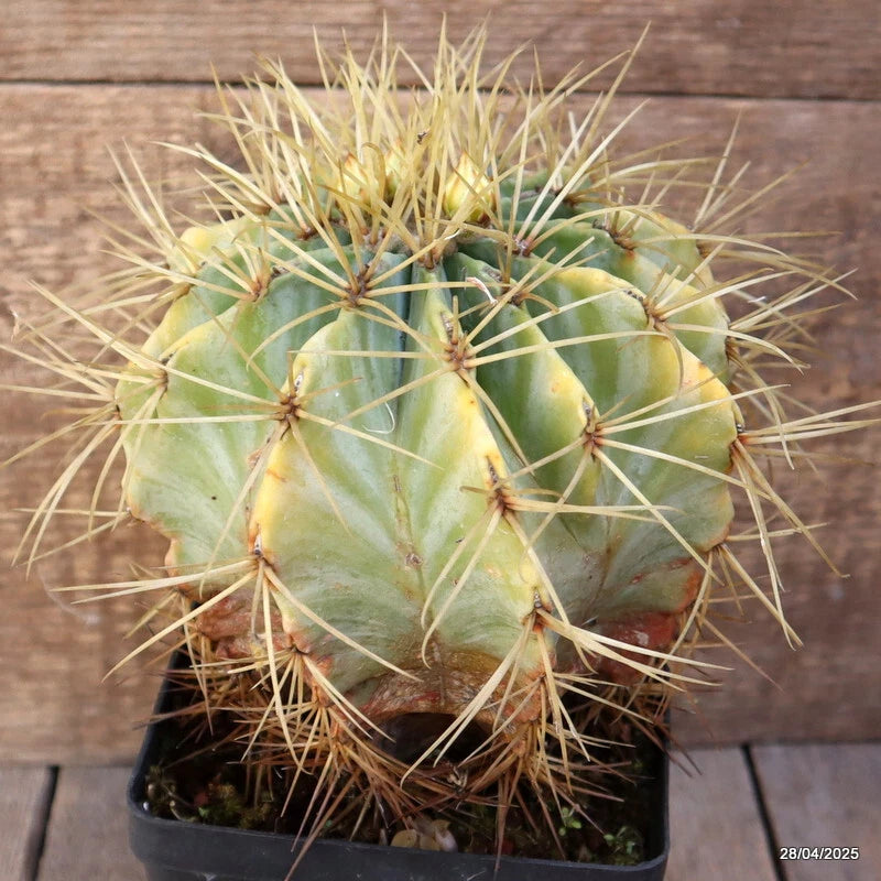 Green spiky cactus plant in a small black pot, round body with long radial thorns