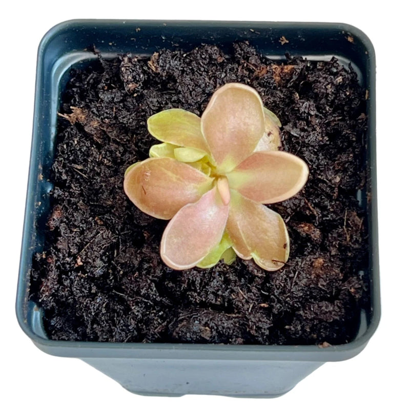 Rosy-lavender butterwort plant in a blue square pot with dark soil and small rosette leaves