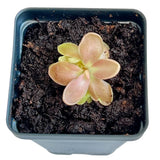 Pinguicula "Fumiko" Ð Rare Mexican Butterwort Hybrid with Rosy-Lavender Leaves Orchids
