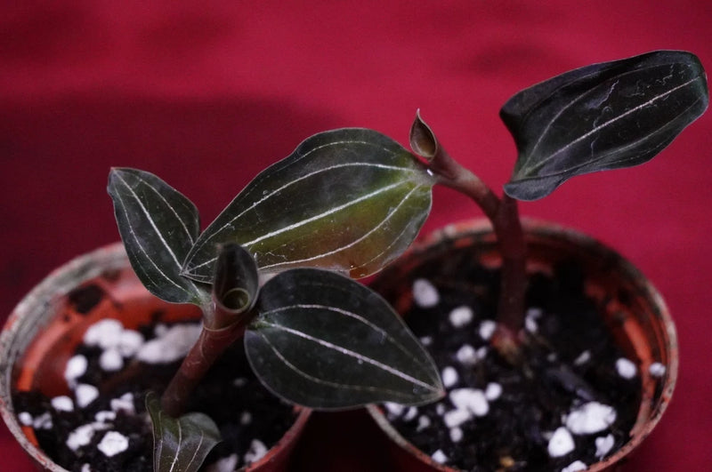Terrarium orchid plant with dark green leaves and budding stems in small pot