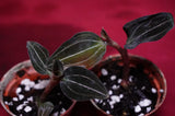 Ludochilus Sea Turtle Jewel Orchid Rare Terrarium Plant Orchids
