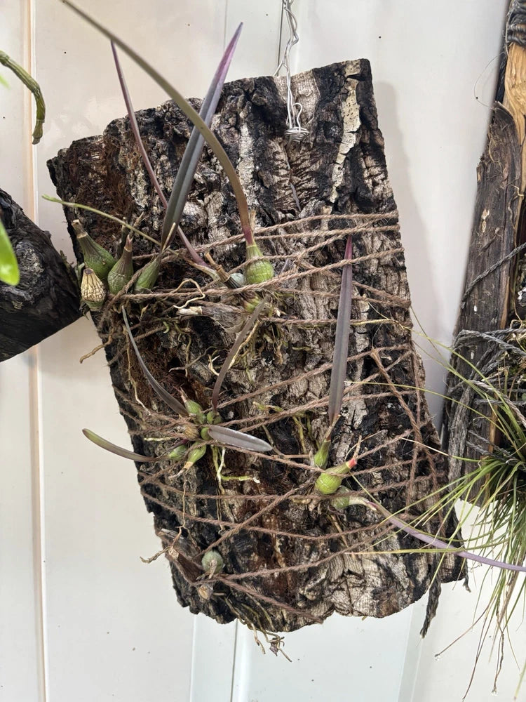 Mounted orchid plants on cork board with exposed roots and green shoots