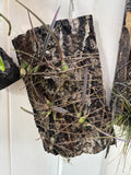Encyclia Tampensis FL Orchid Freshly Mounted On Cork Aprox 8Óx12Ó 5 Plants Orchids