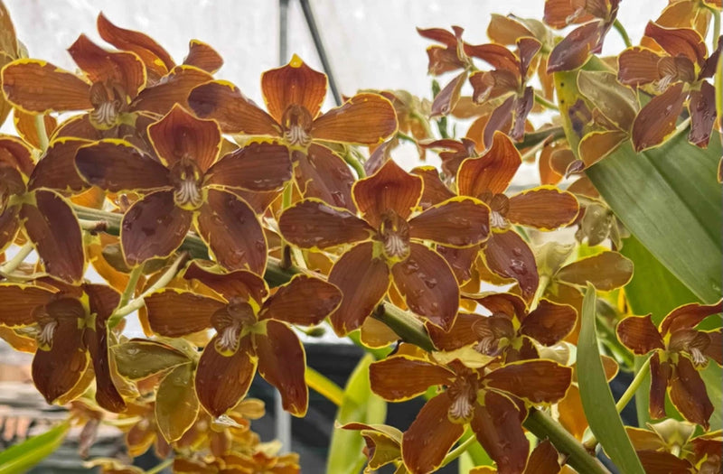 Grammatophyllum Springbloom ÔBrownÕ Ð Rare Orchid in 4" Pot Orchids