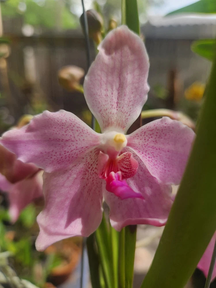 Blooming pink orchid flower with speckled petals and yellow center