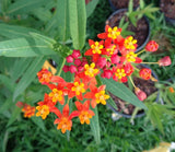 TROPICAL MILKWEED,  ASCLEPIAS CURASSAVICA, MONARCH BUTTERFLIES FOOD Garden Plants