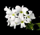 White Dendrobium orchid blooms with green leaves and stems
