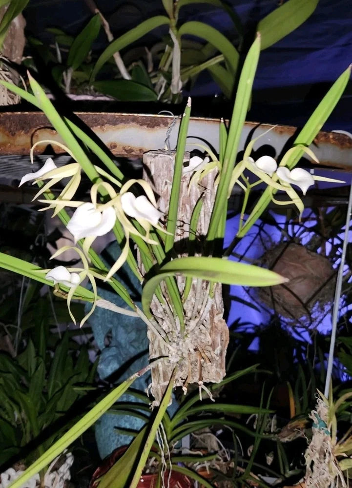 Mounted orchid with white star-shaped flowers on textured bark and green leaves