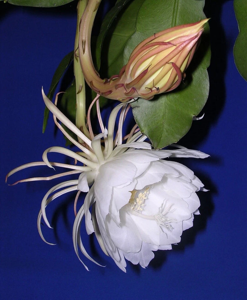 White night-blooming orchid with long curled petals and green leaves