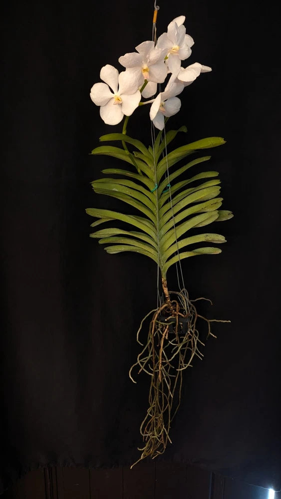 White orchid plant with clustered blossoms, green leaves, and hanging roots