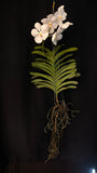 Rare Alba Mutation Ñ Vanda Pakchong Blue var. alba IN BLOOM Orchids