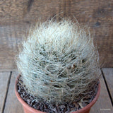 D6804 NEOPORTERIA NIDUS SENILIS pot15-H11-W12 cm MaMa Cactus Green Plant
