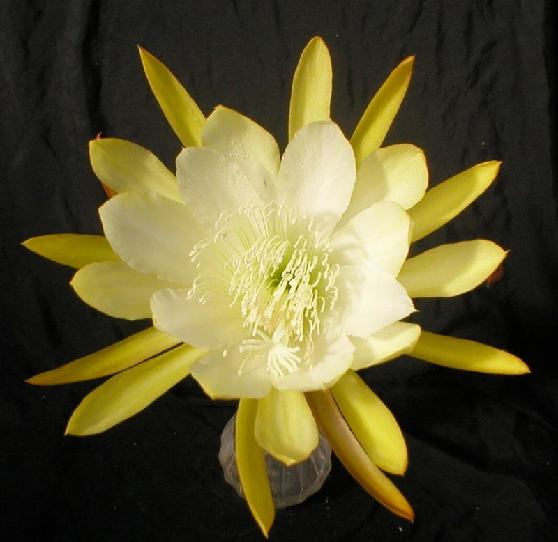 Orchid cactus flower with pale yellow petals and pale center stamens