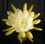 Epiphyllum, Orchid Cactus,  DEUTSCHLAND , Don's Quart pots APRIL/1 Orchids