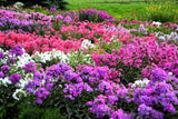 10 TALL GARDEN PHLOX Paniculata Mixed Colors 'New Hybrids Mix' Flower Seeds Flowering Plants