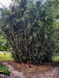 Bambusa multiplex - Green Hedge Clumping Bamboo - Start, One Rooted Cutting Green Plant