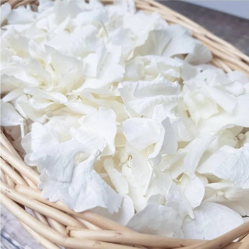 1500Pcs Real Dried Ivory White Hydrangea Flower Petals - Natural smal Petals ... Hydrangea