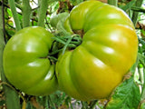 Orlov's Giant Yellow - huge plant sets golden giants Garden Plants