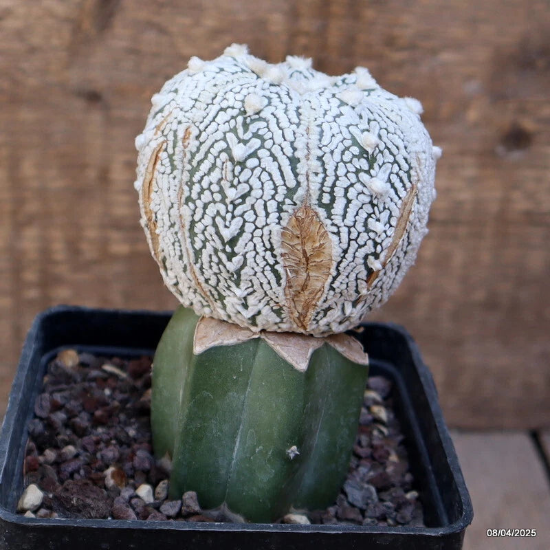 Grafted Astrophytum cactus in square pot, white textured top and green base