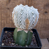 A6920 ASTROPHYTUM SUPER KABUTO V TYPE GRAFT pot10-H12-W7 cm MaMa Cactus Green Plant
