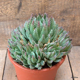 D6602 ALOE BREVIFOLIA pot17-H15-W20 cm MaMa Cactus Green Plant