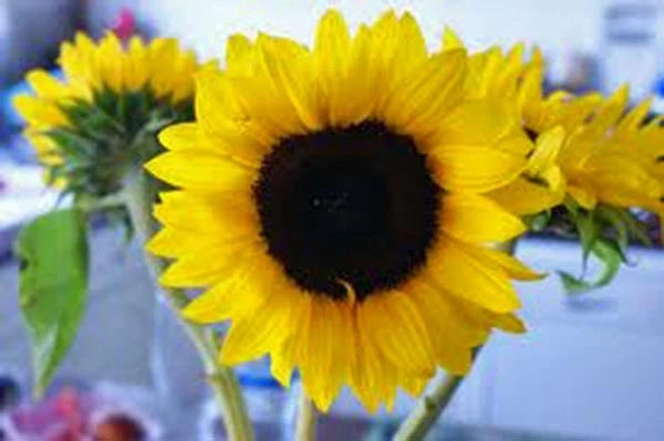 SUNFLOWER, MAMMOTH GREY STRIPE 25+ SEEDS NEWLY HARVESTED, 8-12 Foot Tall Sunflower