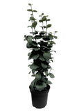 New IKEA FEJKA Artificial Potted Plant Eucalyptus 15 cm (6 ") 404.523.68 Green Plant