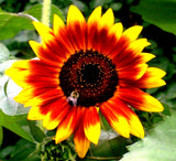 50+ Autumn Beauty Sunflower Seeds | Non-GMO | Heirloom Fresh Garden USA Sunflower