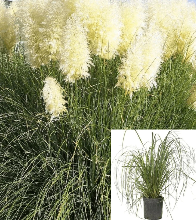 Cortaderia Selloana 1 Gallon  white Uruguayan Pampas Grass Live Plant Pampas Grass