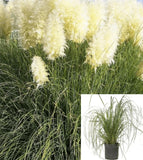 Cortaderia Selloana 1 Gallon  white Uruguayan Pampas Grass Live Plant Pampas Grass