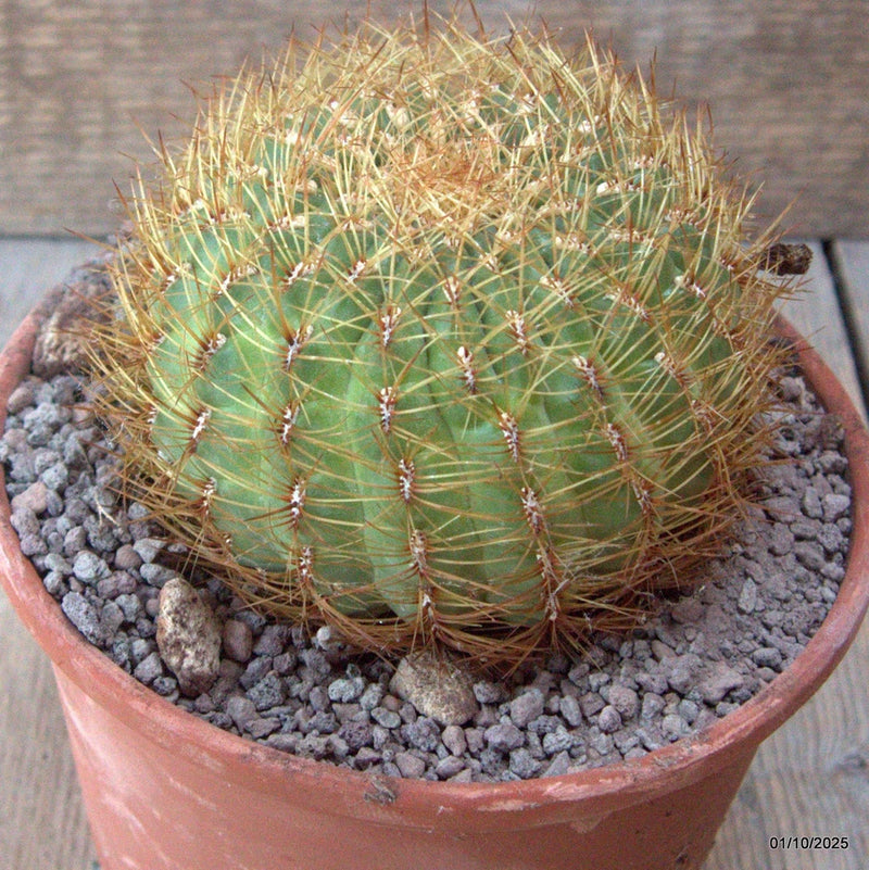D6773 OROYA PERUVIANA pot15-H8-W10 cm MaMa Cactus Green Plant