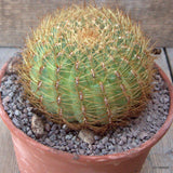 D6773 OROYA PERUVIANA pot15-H8-W10 cm MaMa Cactus Green Plant