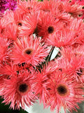 50+ Pink Gerbera Spider Daisy Seeds for Garden Planting - USA - FREE SHIPPING! Garden Plants