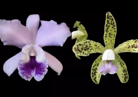 Orchid flowers with lavender petals and purple lip, plus spotted yellow-green petals