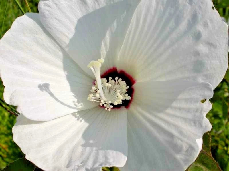 25 HAIRY ROSE MALLOW SEEDS - hibiscus lasiocarpus Garden Plants