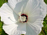 25 HAIRY ROSE MALLOW SEEDS - hibiscus lasiocarpus Garden Plants