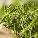 Summer Savory Seeds - 5000+ Count - For 2026 Planting Non-GMO Heirloom Herbs Garden Plants